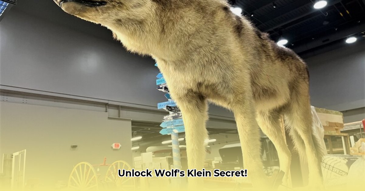 klein-of-wolf-5-letters
